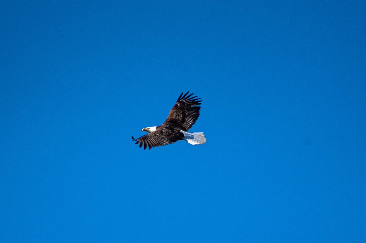 meganmaher4's tweet photo. Eagle by the river 🦅 #hudsonriver #hudsonvalley #eagle #birdsofprey #birdphotography #newyork https://t.co/cKvCjVO9Yn