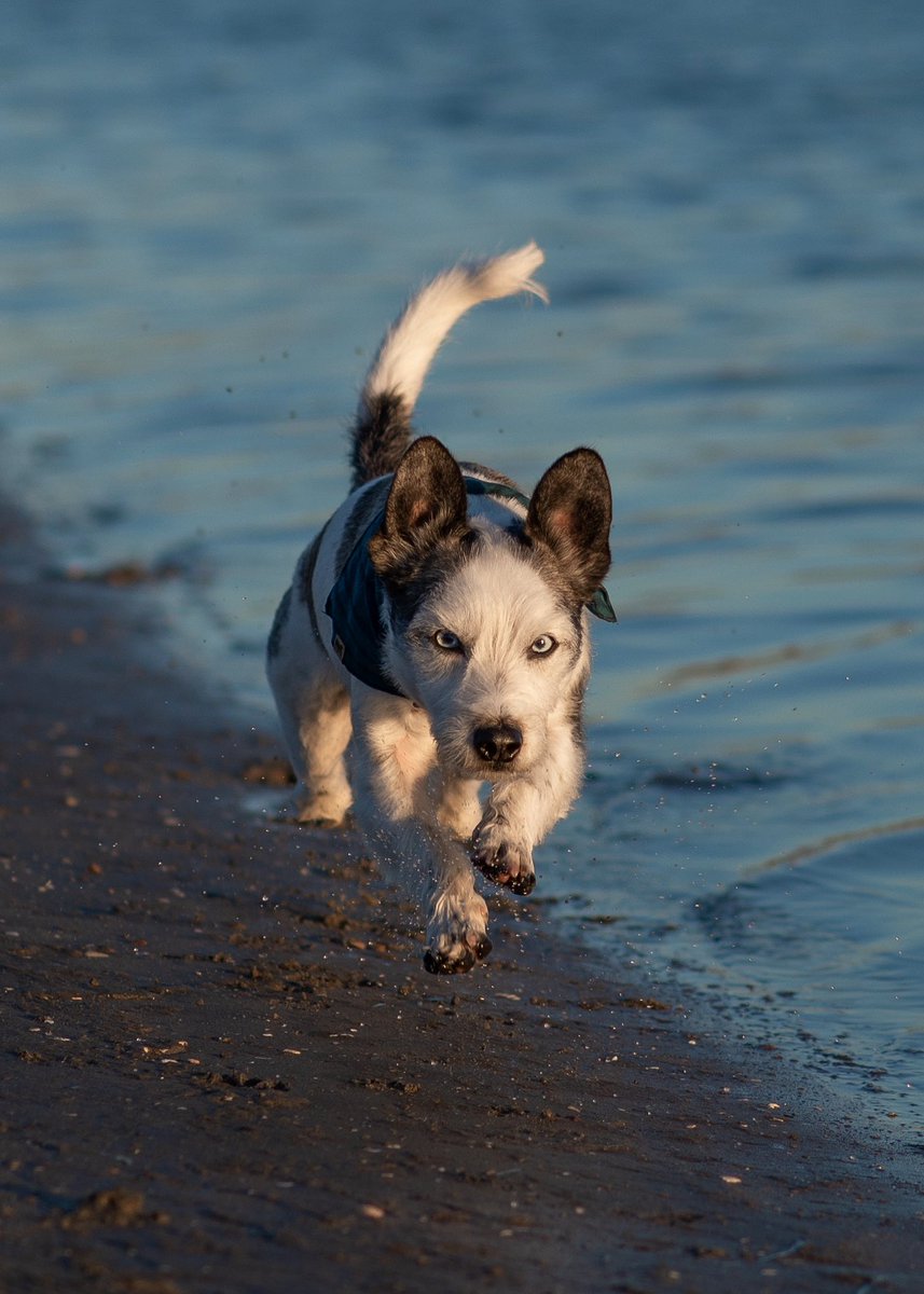 ZEPPELIN tweet media