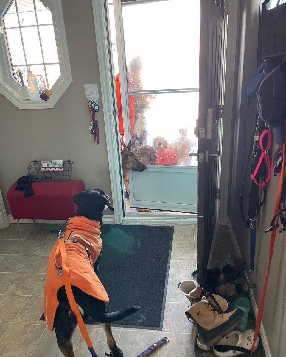 DogStratford's tweet photo. Goodbyes are so hard when you have so much fun with your friends! #dogwalkers https://t.co/3Y5LzYj1jN