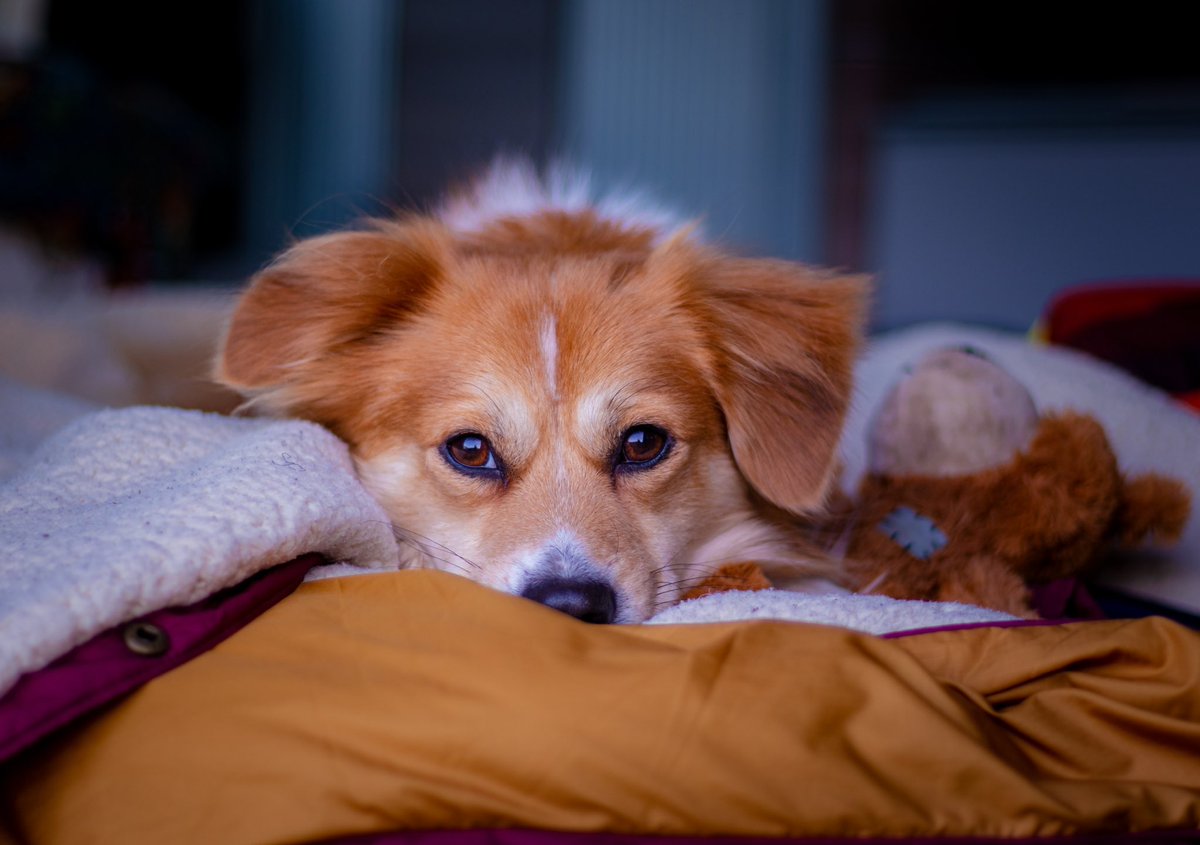 Pumpkin Pablo tweet media