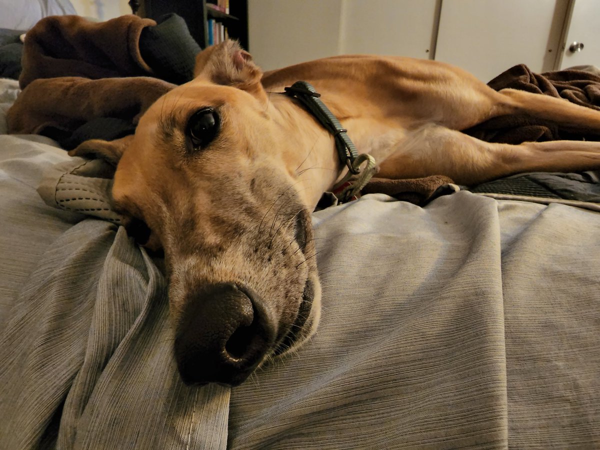 Reece3s's tweet photo. Spencer: *Thinks dog whines and pees too much*
Ashley: *Keeps dog anyway*
Spencer: *Falls in love and takes all the photos* https://t.co/SS94SeIlsl