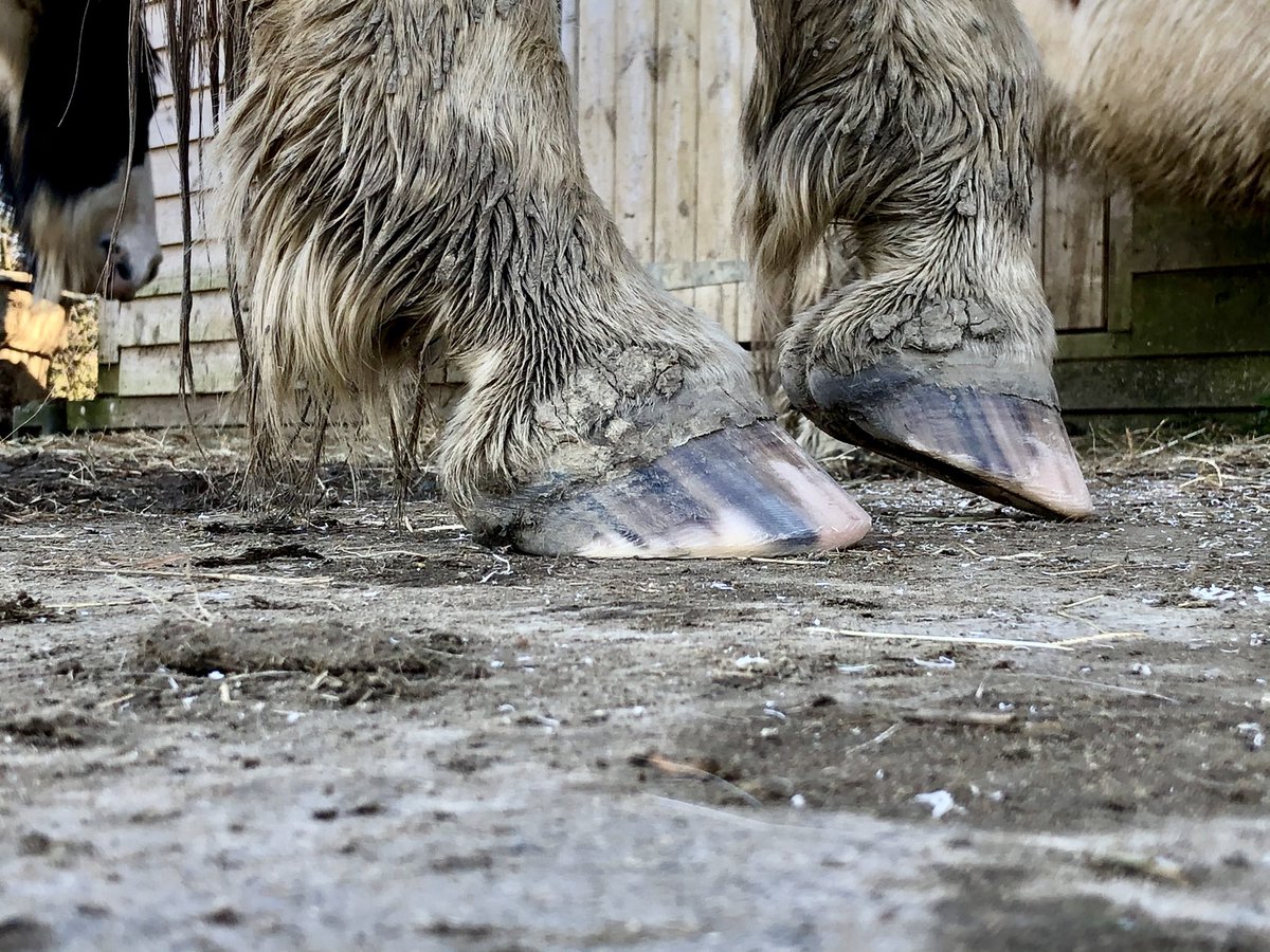 hoovesontrack's tweet image. Trim day for the gang 🙂#equinepodiatry #barefoothorses #tracksystem