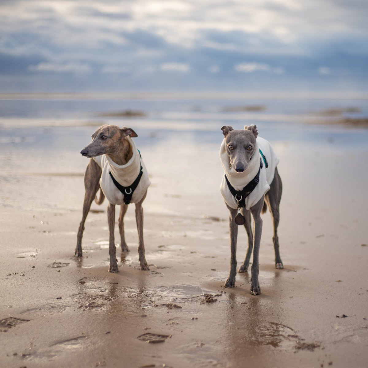 Dear Ernest Pet Photography tweet media