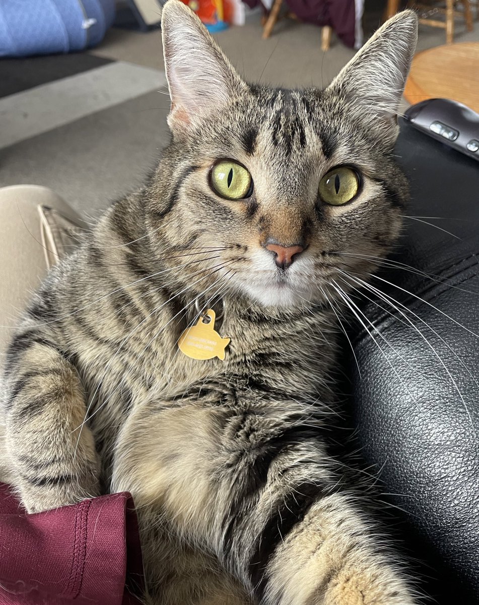 NoahShambarger's tweet photo. Marcel Update 018:

Marcel sat a funny way with me on the chair this morning, it warranted some photographic evidence https://t.co/wXKZoMo66R