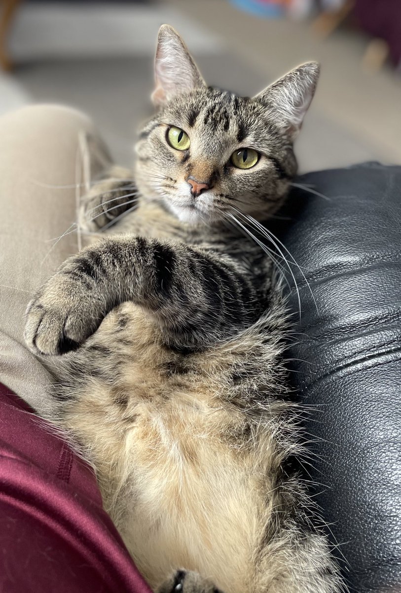NoahShambarger's tweet photo. Marcel Update 018:

Marcel sat a funny way with me on the chair this morning, it warranted some photographic evidence https://t.co/wXKZoMo66R