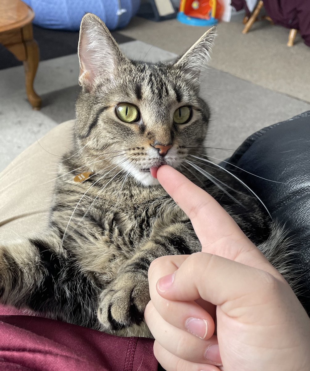 NoahShambarger's tweet photo. Marcel Update 018:

Marcel sat a funny way with me on the chair this morning, it warranted some photographic evidence https://t.co/wXKZoMo66R