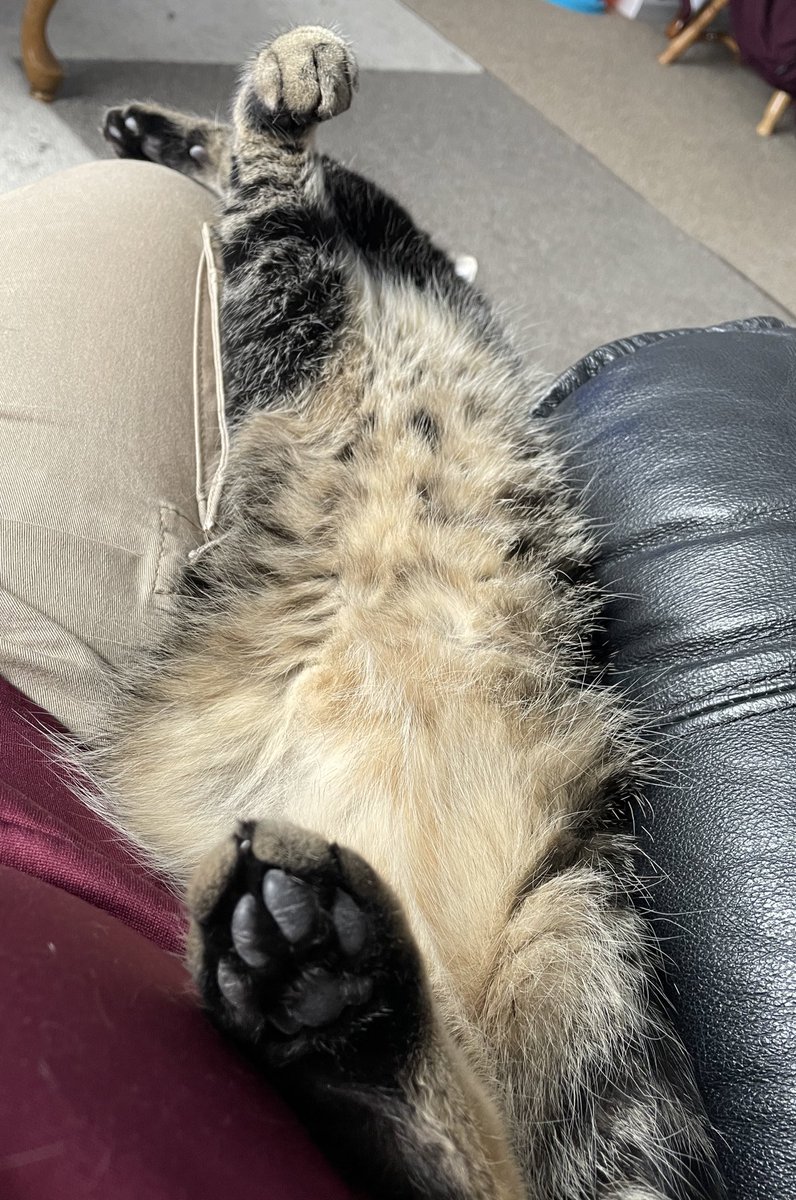 NoahShambarger's tweet photo. Marcel Update 018:

Marcel sat a funny way with me on the chair this morning, it warranted some photographic evidence https://t.co/wXKZoMo66R