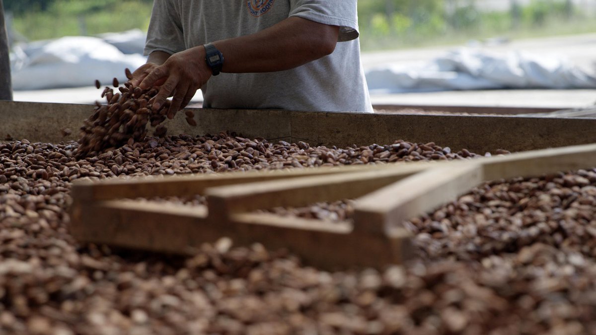 FCIA_org's tweet photo. Today, we're sharing a special blog post feature from The Chocolate Professor, "How The Heirloom Cocoa Preservation Fund Is Making Chocolate as Good as It Tastes." Read more:
https://t.co/tRirCePvEc
#fcia #makeminefine #hcp #guestblog @thechoclateprof @HeirloomCacao https://t.co/0o8hwL1qVx