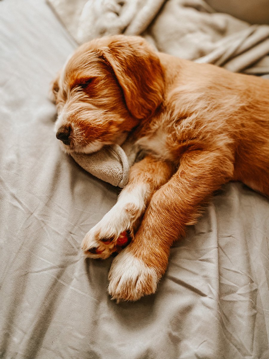 thisdoodchase's tweet photo. How many times did you hit snooze this morning? #DogsofTwitter #TwitterDogCommunity https://t.co/c8r4yWFuhs