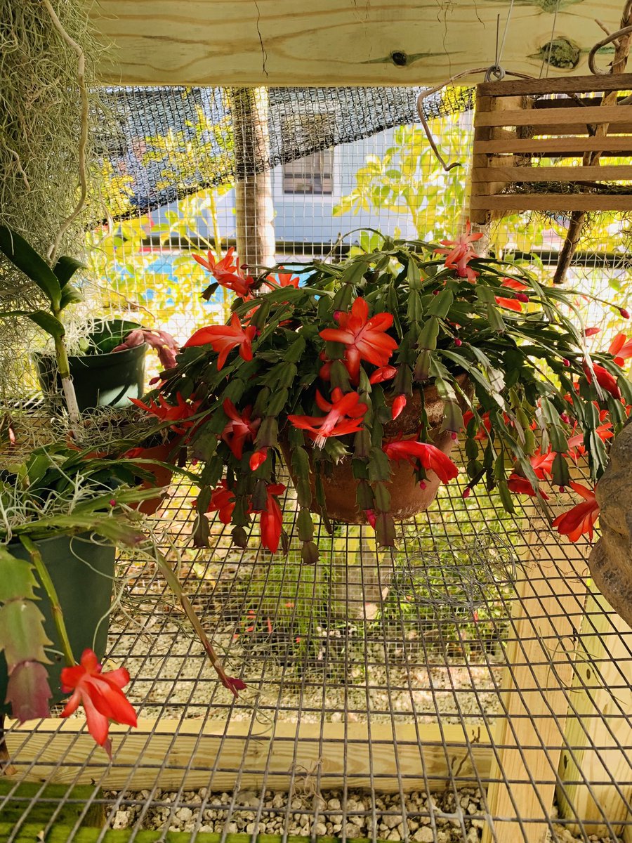 BarbaraHann7's tweet photo. This was a blooming Xmas cactus. Surprise blooming again, should this be called a St Patrick’s day cactus? #cactus #bloomingplant #houseplant #holiday #holidaycactus https://t.co/0Zp3udVkK7