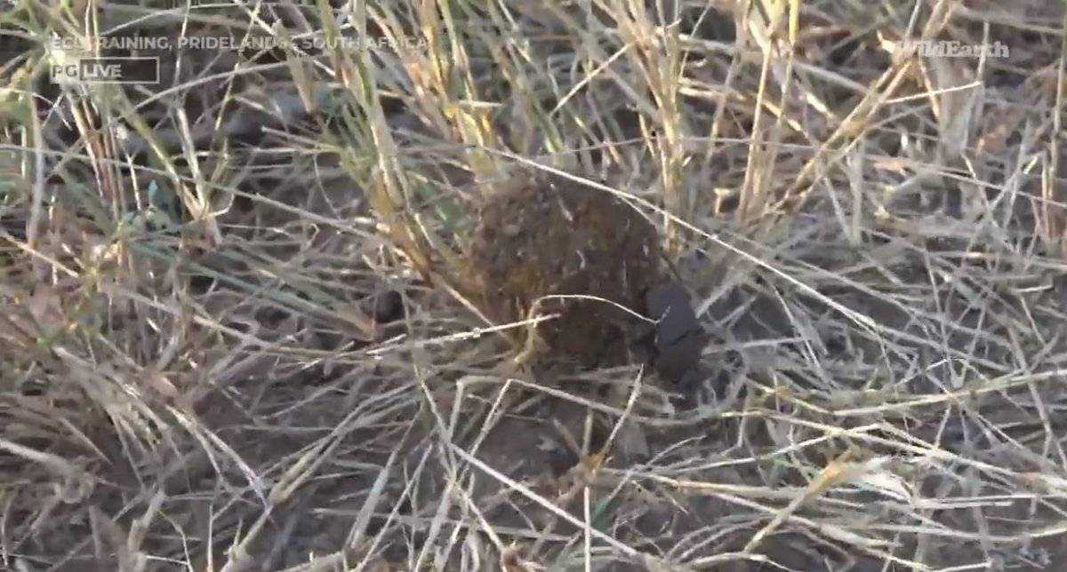 Meaghan_Edwards's tweet photo. Someone needs moisturizer, a rolling dung ball gathers no moss and Painted Puppies too! @WildEarth #WildEarth #PaintedWolves #dungbeetle #RockPython #biodiversity #biodiversityandyou https://t.co/MjsRYbHgPb