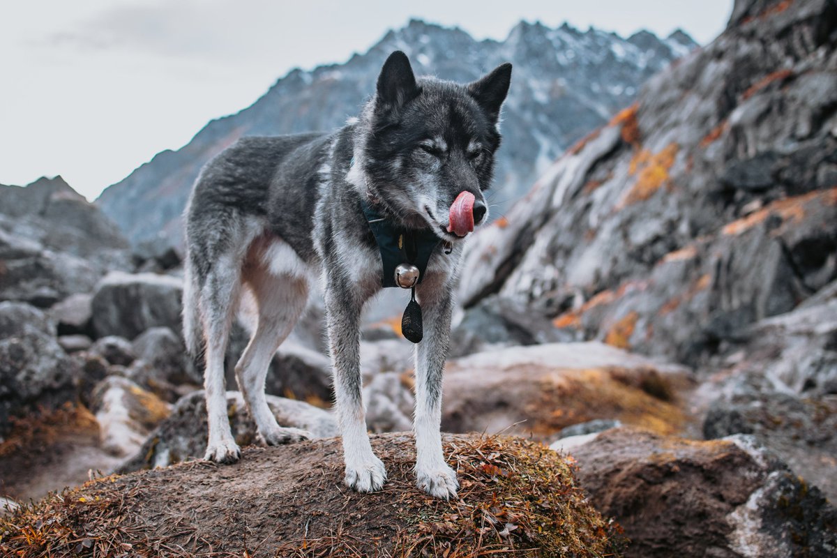 Instagram is making me big mad. This face is how I feel about it #twitterdogcommunity #dogsoftwitter #dogsofinstagram #husky
