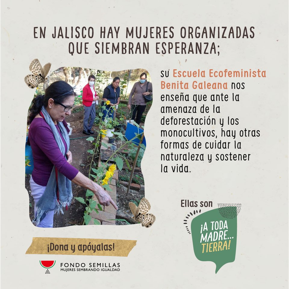 FondoSemillas's tweet photo. Con huertos de traspatio, cultivo de semillas nativas, desarrollo d ecotecnias y recuperación de la medicina tradicional es como la Escuela Ecofeminista Benita Galeana procura la soberanía alimentaria en sus comunidades. Ellas son #ATodaMadreTierra 🌿💚
👉 https://t.co/1ux38rQra4 https://t.co/23mMEmZfK1