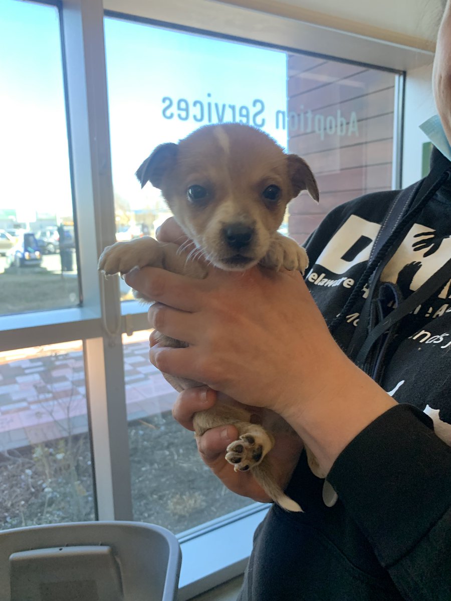 Humane Animal Partners tweet media