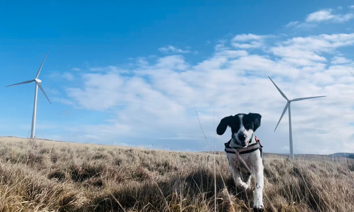 Bat carcass #DetectionDog Piper on a bat survey last week - when the sun was shining ☀️ and we felt that Spring was on the way!

#snifferdogs #conservationdogs #wagtailuk #windfarms #windturbines
