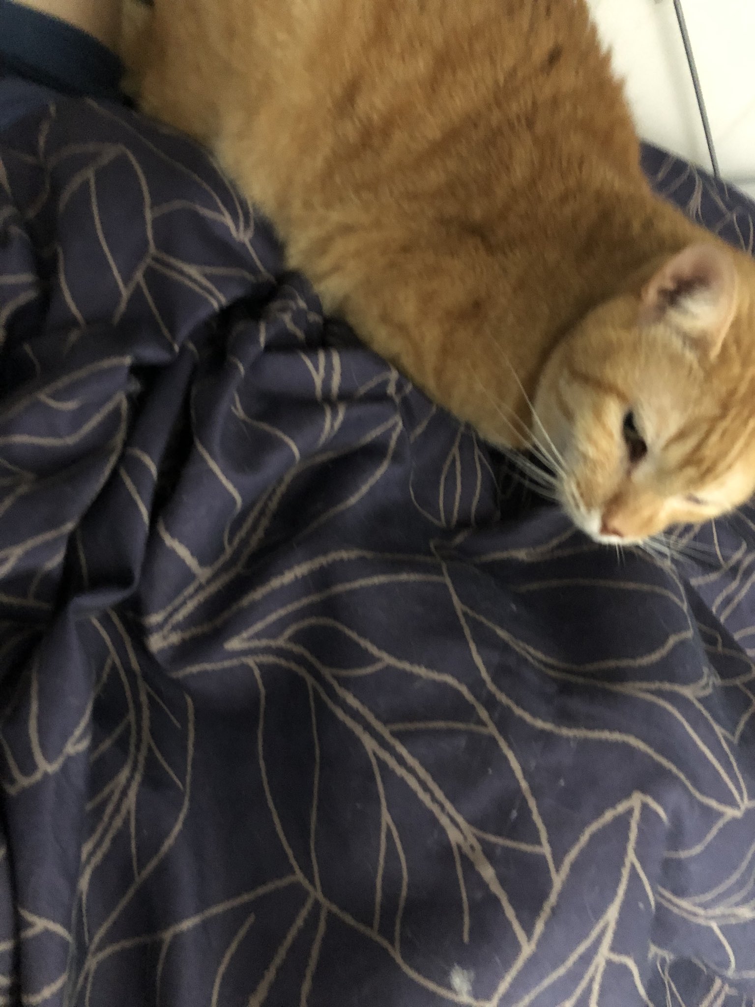 تويتر たぬお たぬゅお على تويتر もみじに乗られてる 最近もみじ寝ようとすると乗ったり降りたり落ち着かなくなるんだけどやめて欲しい あと ごまは早朝に鳴くのやめて うちの猫もみじ うちの猫ごま 猫 T Co Syxynentv2