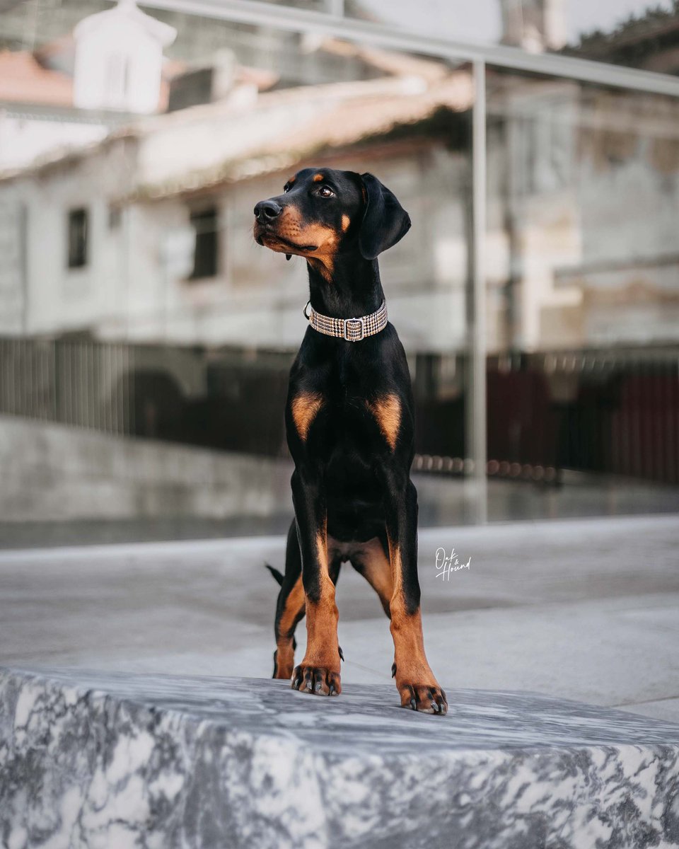 Already looking foward to the weekend 😩😅 
•
instagram.com/goldene.brisen…
•
#twitterdogcommunity #dogsoftwitter #dogsofinstagram #instagram
