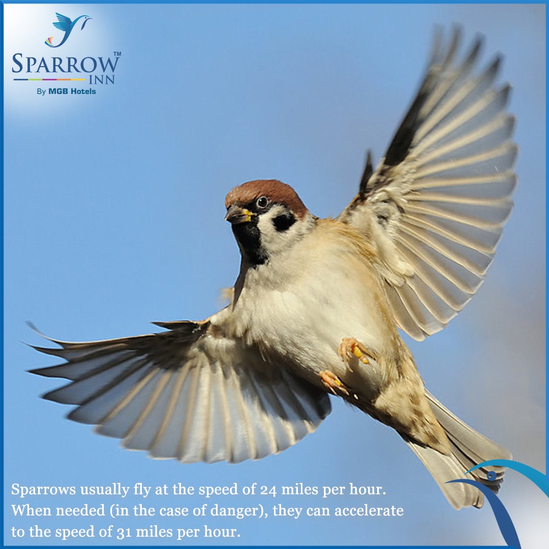 sparrowinn's tweet photo. Did you know this amazing fact about
#Sparrows ?

#SparrowInnbyMGBHotels #SparrowInn
#HotelsInAlwar #Hotels #Weekend
#HotelInAlwar #FactAboutSparrow #HotelsinRajsthan https://t.co/1HgiXtRhAL