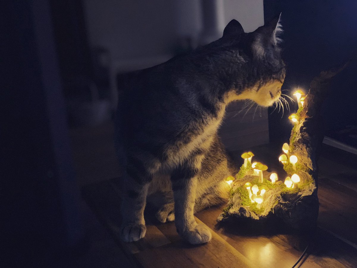 #GuardianMushroomLamps outdid themselves with this piece of magic, with a kitten for scale. #ChocoboChweong #MushroomLamp #magic