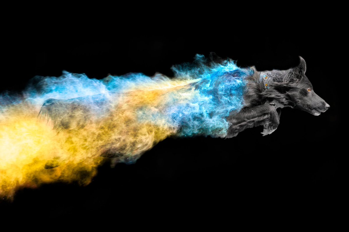 #StandWithUkriane #twitterdogcommunity #dogsoftwitter