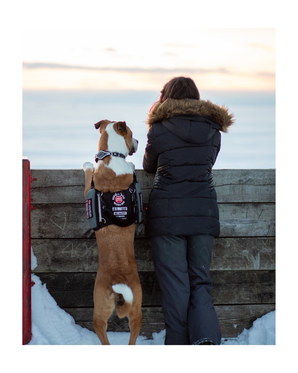 Let's see those teams!! #dogsoftwitter #servicedog #twitterdogcommunity #woofnottweet #DogTwitter