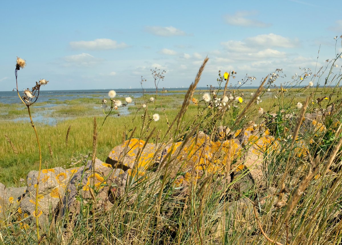 foto_ihlow's tweet photo. Die Salzwiesen von Friedrichskoog. Foto: Wittwer  #photos #fotografia #fotografie #ostfrieslandfotos #heimat  #picture #PictureOfTheDay #NaturePhotograph  #Nordseekueste  #Niedersachsen link:  https://t.co/UOdwXcob18 https://t.co/FLiMgUw6GJ