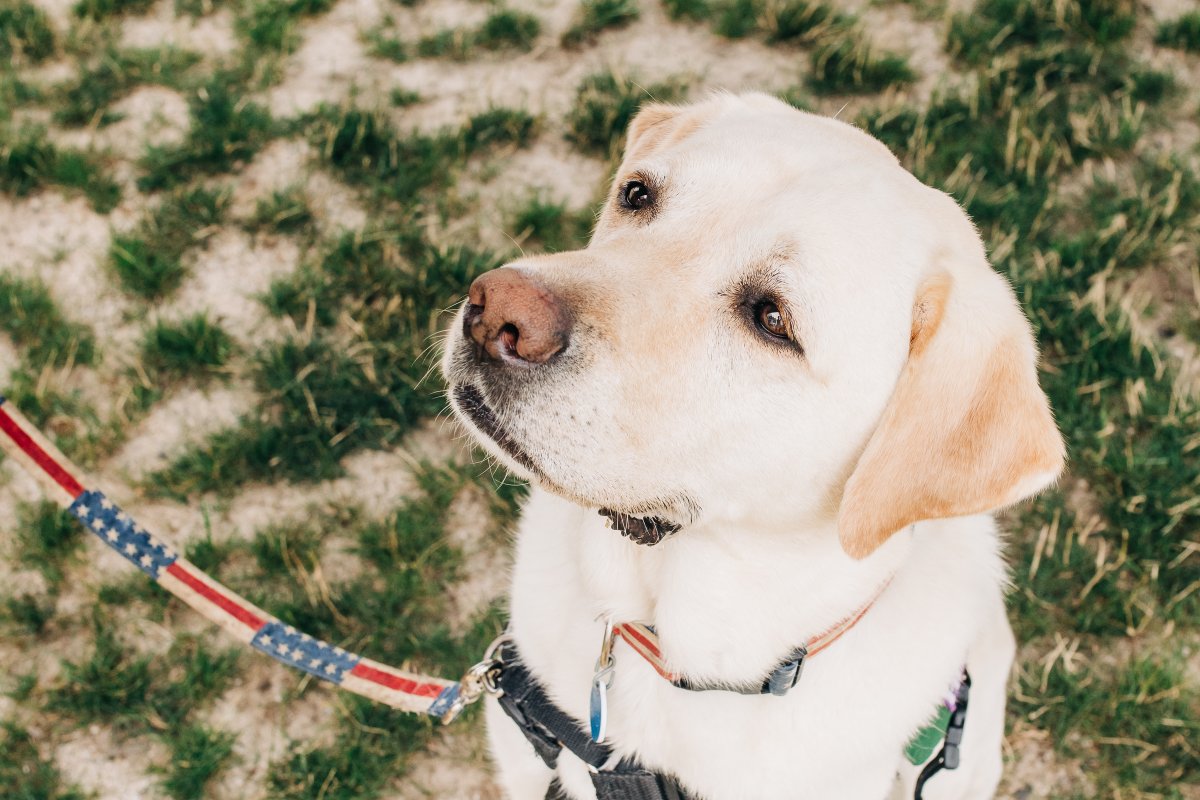 atthemcmasters's tweet photo. Registration is OPEN for the 2022 McMasters Open, on June 20th at LuLu Country Club.  Don't forget ... we sold out last year.  I wouldn't wait too long! https://t.co/f6DyPFDTK2 #golf #veterans #servicedog #fathersday @WeAreTeamFoster @LuLuCountryClub @Dub_Fitness @SMOKEManayunk https://t.co/xWrJiIlXfg