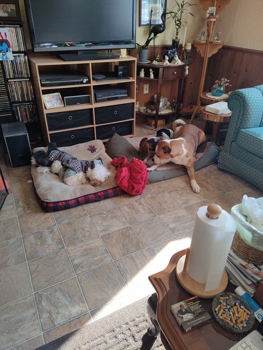 Fun fact! We actually have 4 dogs in our home (not including Jones) Bella, Brutus, Hank and Dixie! #dogs #doge #DogsofTwittter #twitterdogcommunity #DogCommunity #doghome