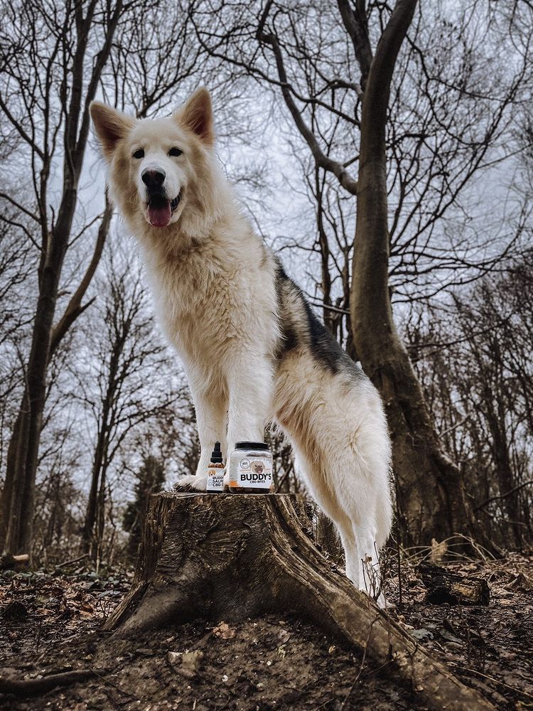 orangecountycbd's tweet photo. Rocco the wolf dog looking as charming as ever, showing off the Buddy's Bundle! 🤩
A perfect combination with irresistible oil for your buddy's!
Click the link in the bio to grab yours now! 🍊
#cbdoil #cbdtreats #cbdbundle https://t.co/LG1OQFD1yV