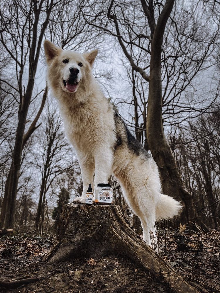 orangecountycbd's tweet photo. Rocco the wolf dog looking as charming as ever, showing off the Buddy's Bundle! 🤩
A perfect combination with irresistible oil for your buddy's!
Click the link in the bio to grab yours now! 🍊
#cbdoil #cbdtreats #cbdbundle https://t.co/LG1OQFD1yV