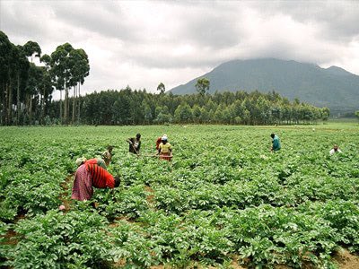 The Gorilla Organization have set up training courses in agriculture to help the communities living with the gorillas to Create income and an easier way of living. Follow the link in the bio and donate! Photo credits: The Gorilla Organization. #Gorillas #charity #Agriculture #TGO