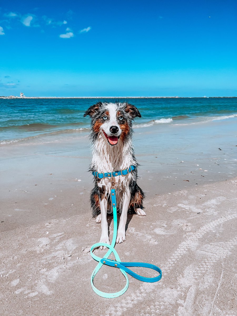 Salty Dog #australianshepherd #twitterdogcommunity #dogtwitter #DogsofTwittter #ocean #beachvibes