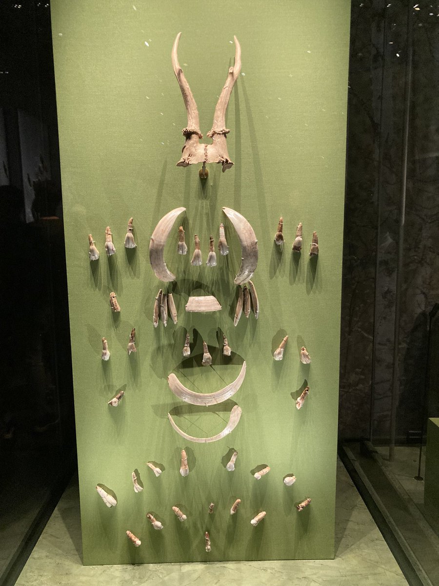 Sally-Ann Spence FRES FLS (@sallyann_spence) on Twitter photo The 6,500 year old #Mesolithic Bad Dürrenberg headdress is presently on display in the <a href="/britishmuseum/">British Museum</a>’s awe inspiring #TheWorldOfStonehenge exhibition. Who wore it & what was so special about them?
(Archaeology thread 👇) The 6,500 year old #Mesolithic Bad Dürrenberg headdress is presently on display in the <a href="/britishmuseum/">British Museum</a>’s awe inspiring #TheWorldOfStonehenge exhibition. Who wore it & what was so special about them?
(Archaeology thread 👇)