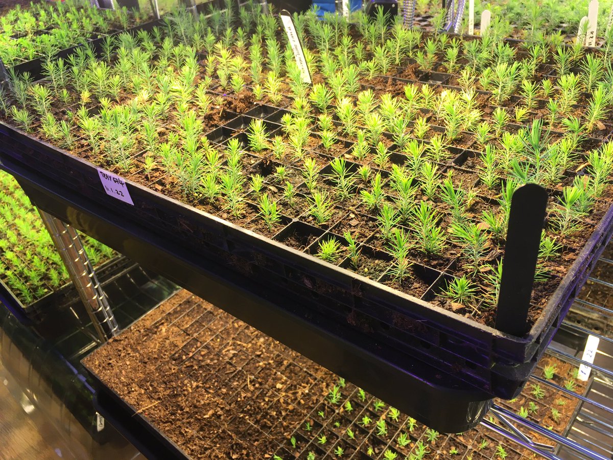 BUForestry's tweet photo. for obvious reasons there were no @BUForestry #study tours last year, so weβre very happy to get the 2022 #BUForestryGoScotland underway π
Stop 1: @MaelorForest #treebreeding #seedorchards #futureforestry #timber #markets #research #Sustainability π± βοΈ π± https://t.co/drWKsprJfP