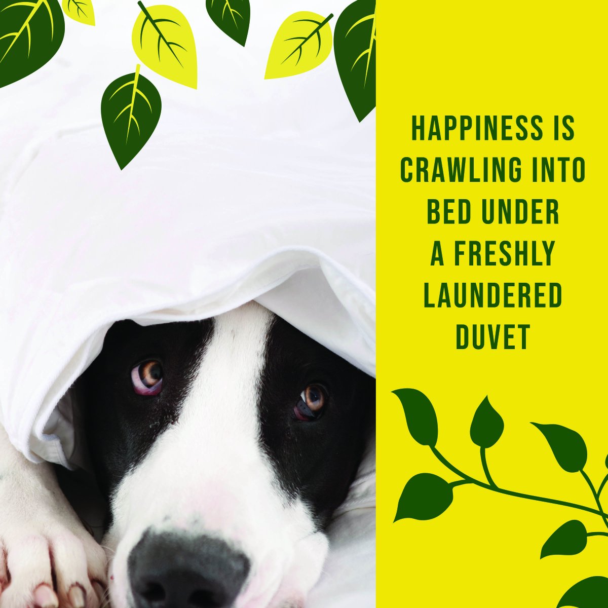 Johnson Cleaners tweet media