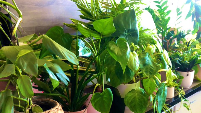 Taking care of my plants is a fulltime job lol https://t.co/qz7seY2McK