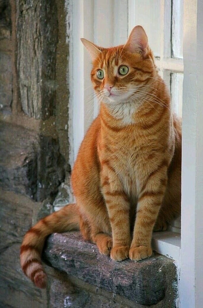 Рыжая полосатая кошка. Макрелевый табби рыжий. Тигровый макрелевый табби рыжий. Бенгальская короткошерстная кошка рыжая. Европейская короткошерстная табби рыжий.