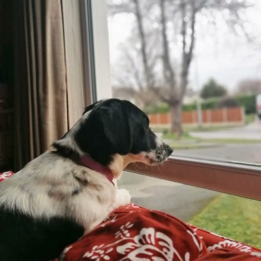FOS_Images's tweet image. Meet Daisy, the latest addition to the No.10 household. A young Springer Spaniel X mix, complete with cuteness overload. Friendliest little thing with many adventures to come. She came to us via @WAWRescue who do a great job rescuing and rehoming unfortunate animals.