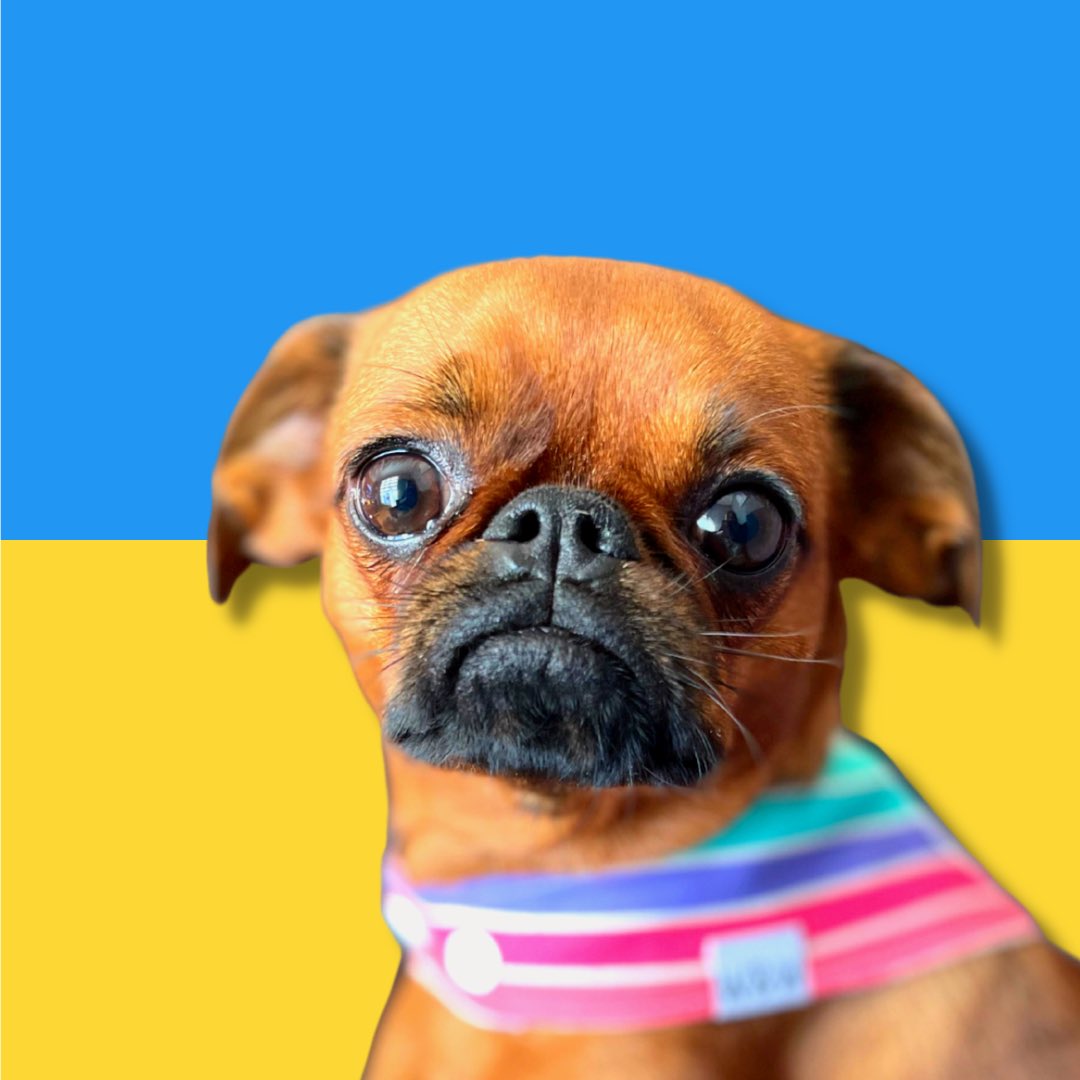 I know doggos are all fun and everything but I want to take a second to say that we stand with Ukraine !

#Ukraine #dogsoftwitter #dogtwittercommunity