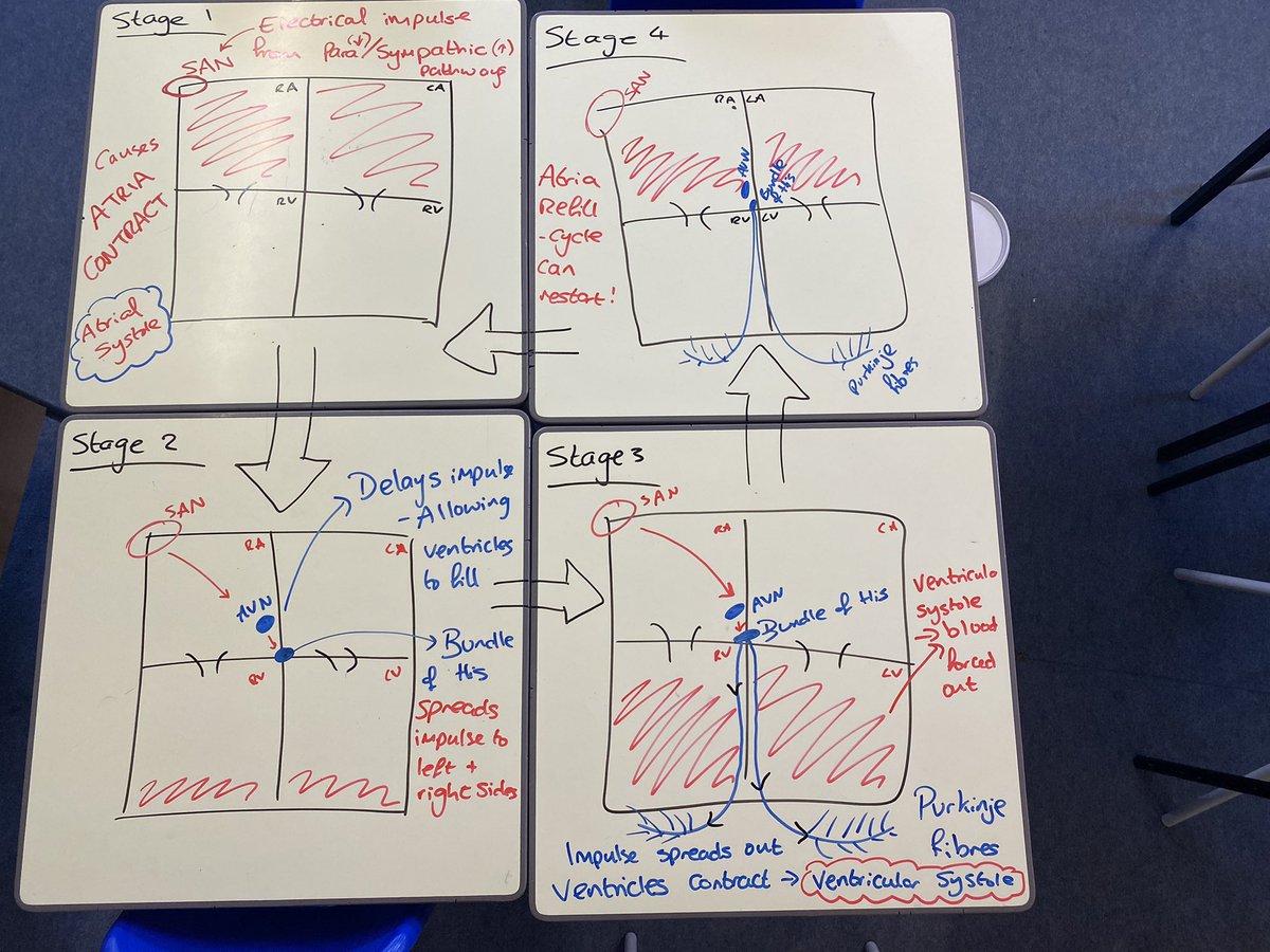 MissBeddow_PE's tweet photo. Look at the nervous control of the heart with Y12 BTEC Sport students this week! 🫀 https://t.co/DWws8yGHVy