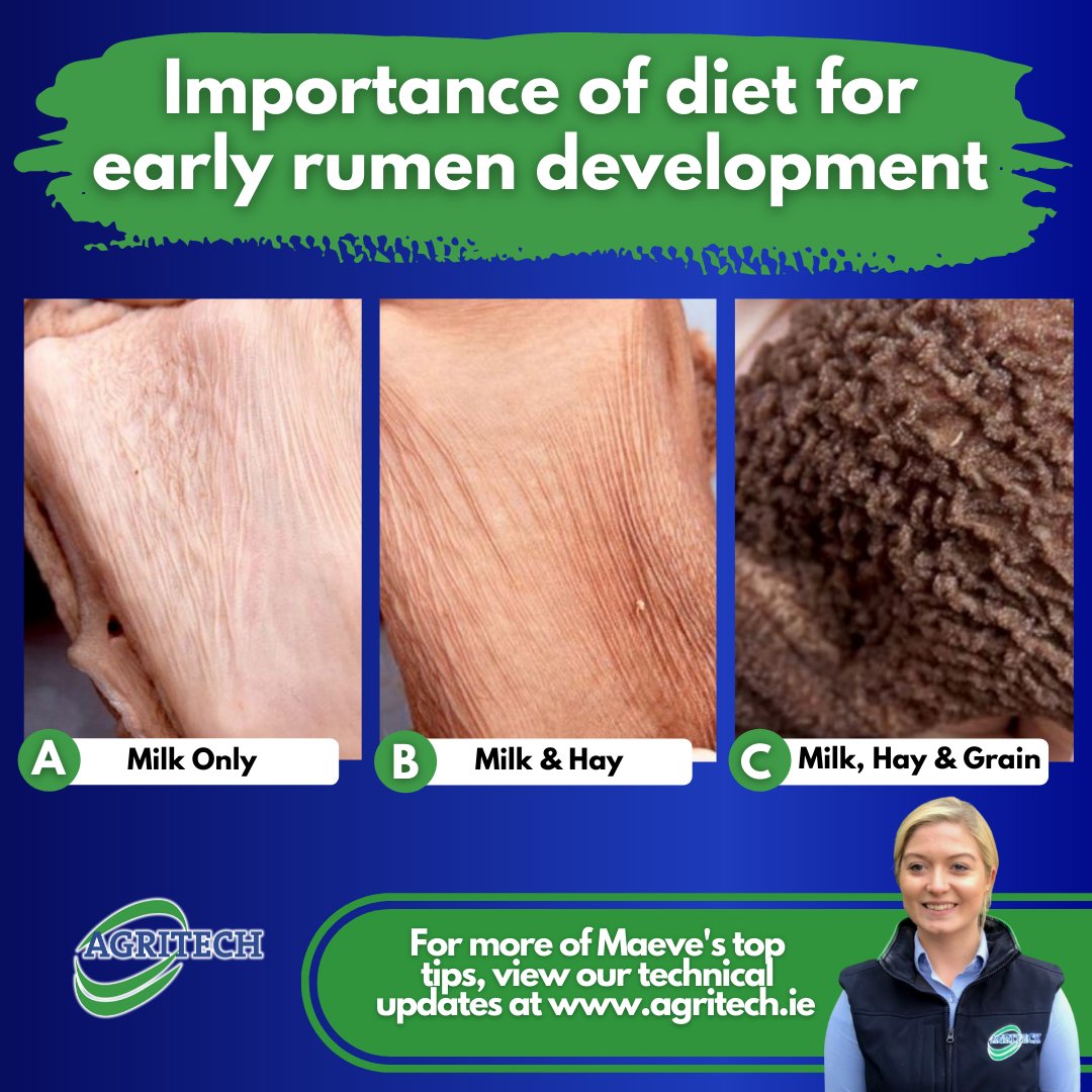 AgritechIreland's tweet image. Rumen development is advanced by exposure to healthy bacteria from the environment and the consumption of solid feed.

Learn more about our Vitameg Calf Supplement 👉 bit.ly/3HG59qA 

#CalfRearing #Weaning #RumenDevelopment