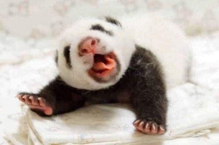 Tvmos_'s tweet photo. ♥️🥺 LO MÁS HERMOSO QUE VERÁS HOY 

Tiernas y sorprendentes imágenes de pequeños animales recién nacidos...

Sin duda nuestra naturaleza es maravillosa.

Vía:Planeta Tierra https://t.co/TbEOyPO9vS