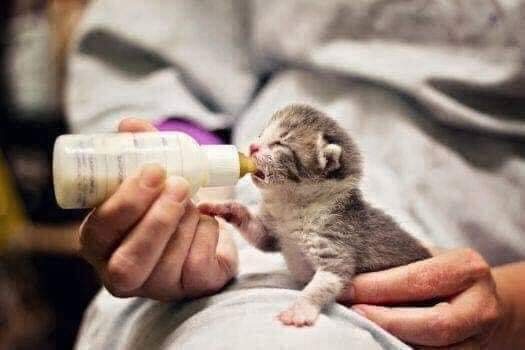 Tvmos_'s tweet photo. ♥️🥺 LO MÁS HERMOSO QUE VERÁS HOY 

Tiernas y sorprendentes imágenes de pequeños animales recién nacidos...

Sin duda nuestra naturaleza es maravillosa.

Vía:Planeta Tierra https://t.co/TbEOyPO9vS
