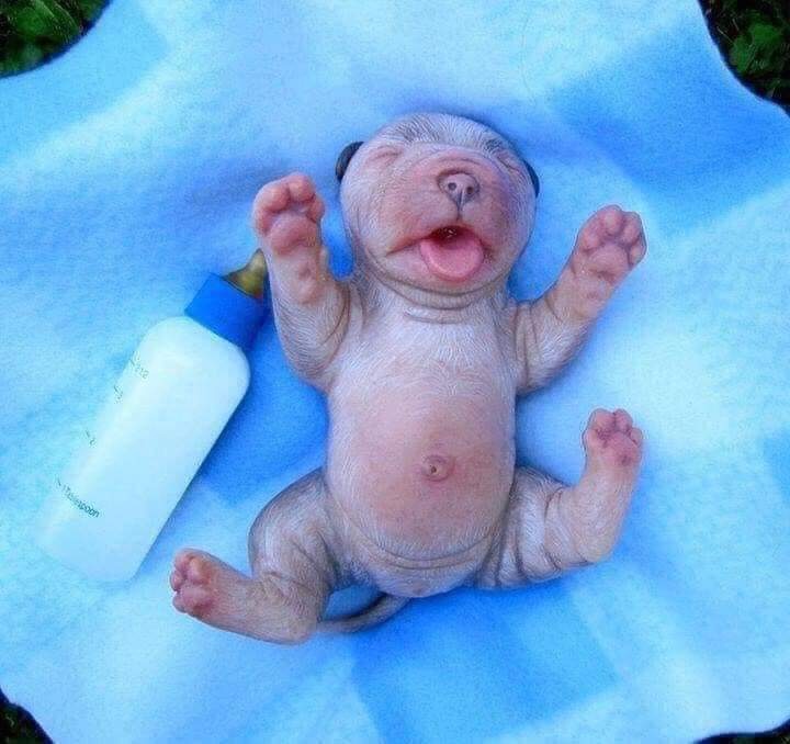 Tvmos_'s tweet photo. ♥️🥺 LO MÁS HERMOSO QUE VERÁS HOY 

Tiernas y sorprendentes imágenes de pequeños animales recién nacidos...

Sin duda nuestra naturaleza es maravillosa.

Vía:Planeta Tierra https://t.co/TbEOyPO9vS