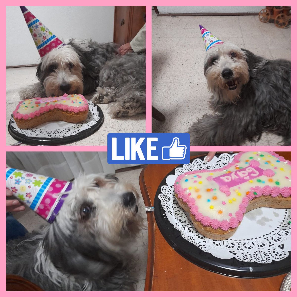RehileteRepos's tweet photo. La dulce Gäya festejando su cumple! Felicidades preciosa!🐶 https://t.co/FmGDgNnwvF