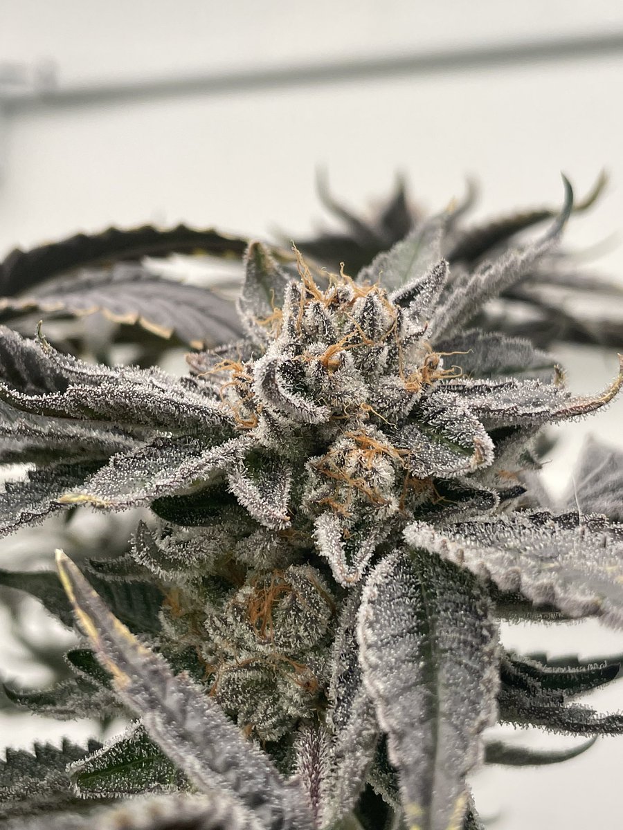 surefireselect's tweet photo. Guava gas s1 💯😈🔥 #surefireselections https://t.co/YSkrB1FKGq