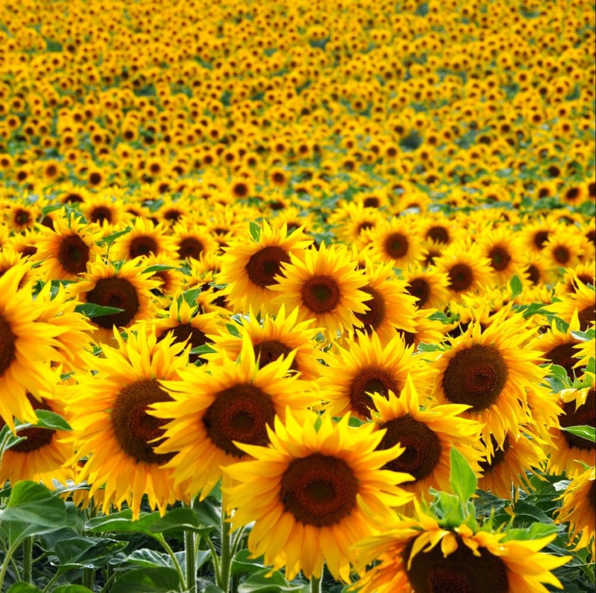 YouEqualsMe's tweet photo. The sunflower is the national flower of Ukraine, and is a symbol of peace and optimism. Our You = Me®️ global community stands in solidarity with the people of Ukraine! 🙏 💕🌎💕
#youequalsme.org #oneworlder https://t.co/GJS0K39dM3