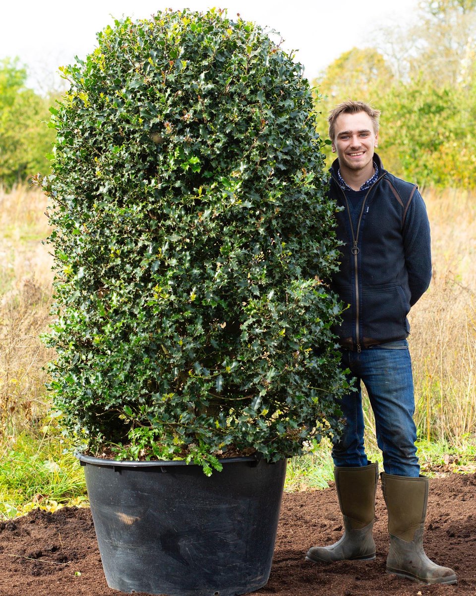 Form Plants Ltd tweet media