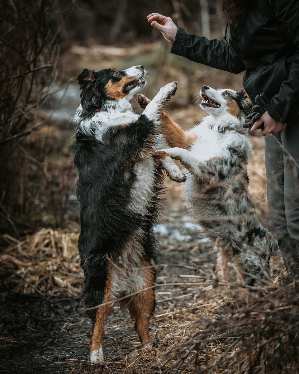 Always a battle for a treat 🤣