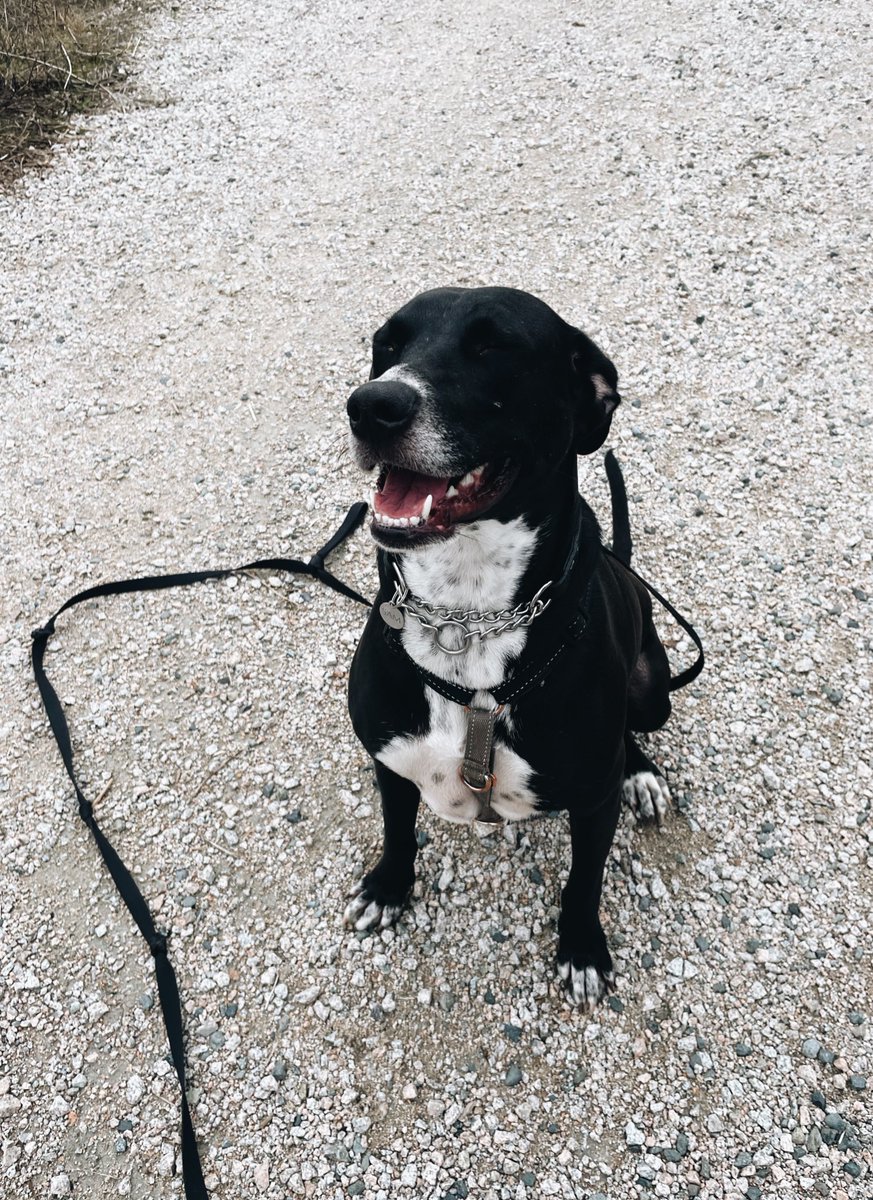 HAPPY MONDAY everyone! Make sure to spread some joy to all the working pawrents today 🥰